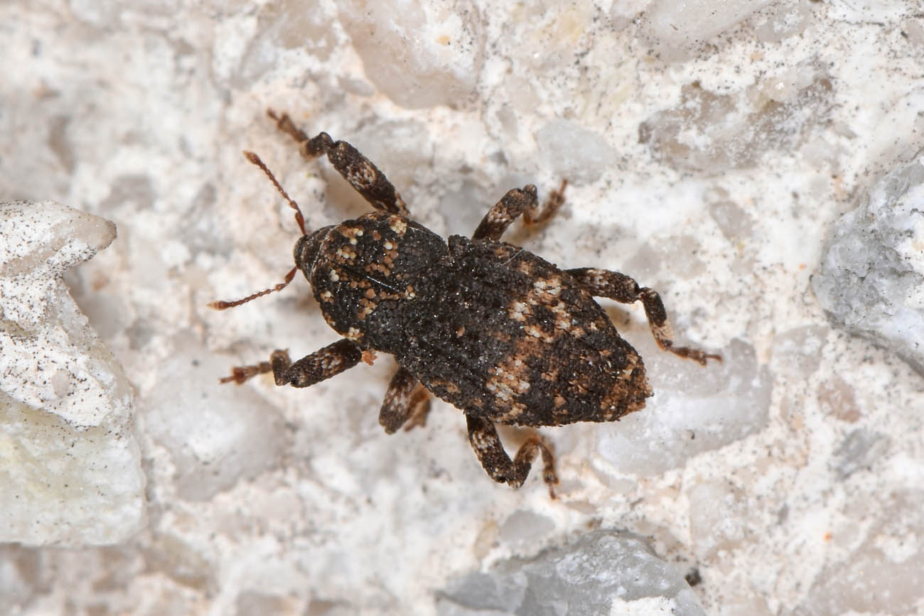 Curculionidae da identificare